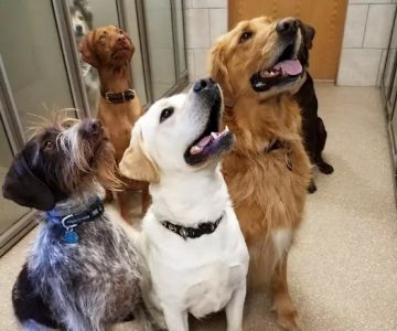 Lancaster Veterinary Clinic