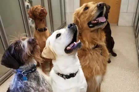 Lancaster Veterinary Clinic