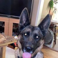 Grant County Veterinary Services ico