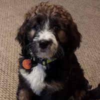 Tomah Veterinary Clinic ico