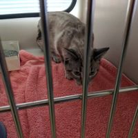 Northside Veterinary Clinic ico