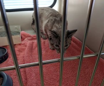 Northside Veterinary Clinic