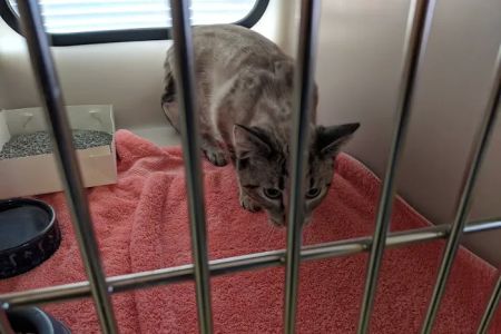 Northside Veterinary Clinic