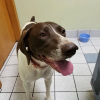 Morganside Veterinary Clinic ico