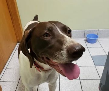Morganside Veterinary Clinic