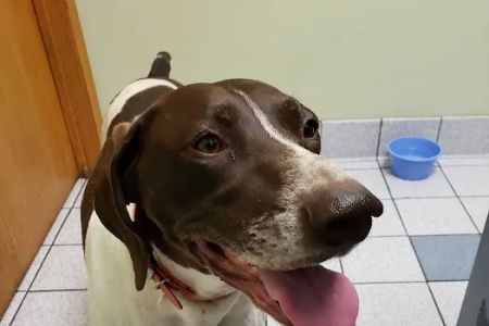 Morganside Veterinary Clinic