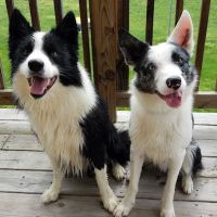 Sparta Small Animal Veterinary Clinic, S.C. ico