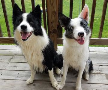 Sparta Small Animal Veterinary Clinic, S.C.