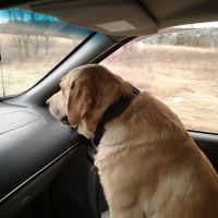 Animal Tracks Veterinary Service, LLC ico