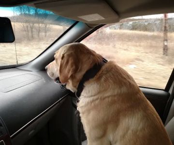 Animal Tracks Veterinary Service, LLC