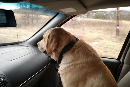 Animal Tracks Veterinary Service, LLC