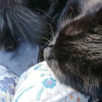 Ridge to Rivers Animal Clinic, LLC ico