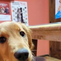 Grimm Tails Veterinary ico