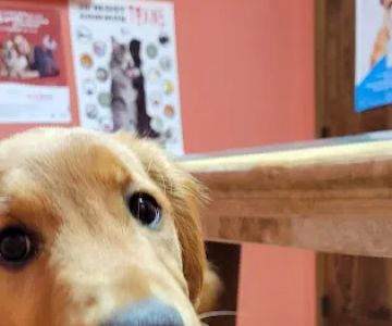 Grimm Tails Veterinary