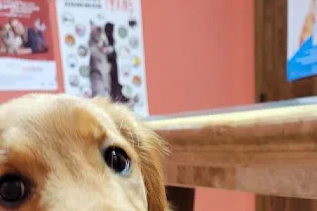 Grimm Tails Veterinary