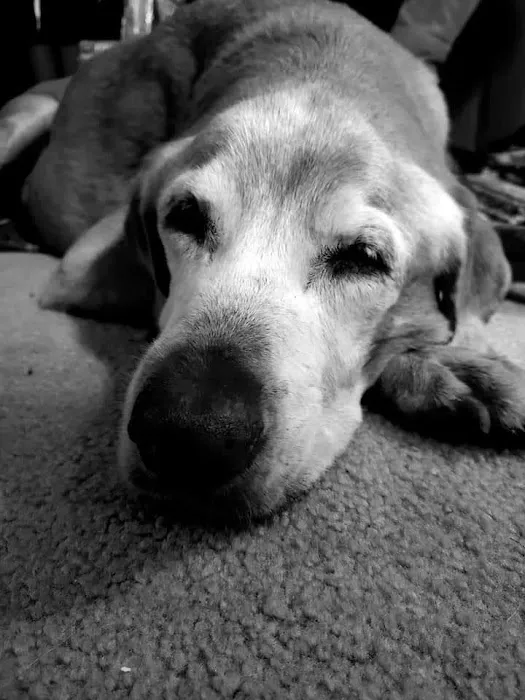 Waupaca Small Animal Hospital 2