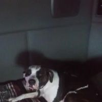Waupaca Small Animal Hospital ico