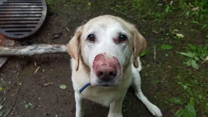 Waupaca Small Animal Hospital 5