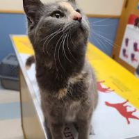 Countryside Animal Hospital ico