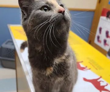 Countryside Animal Hospital