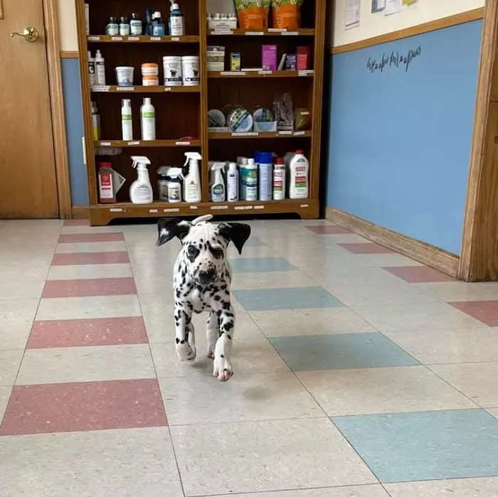 Countryside Animal Hospital 8