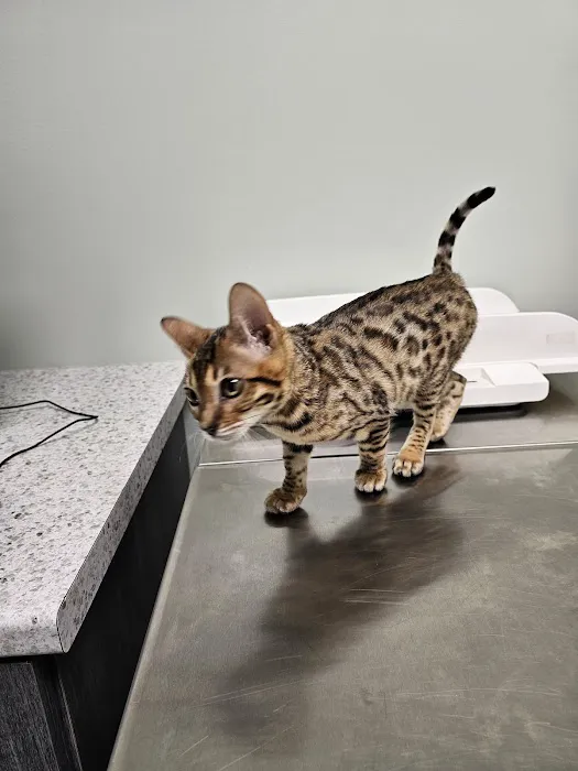 Animal Crackers Veterinary Hospital 1