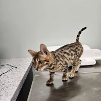 Animal Crackers Veterinary Hospital ico