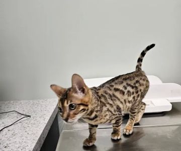 Animal Crackers Veterinary Hospital