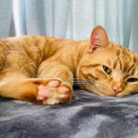 Mount Vernon Animal Hospital ico