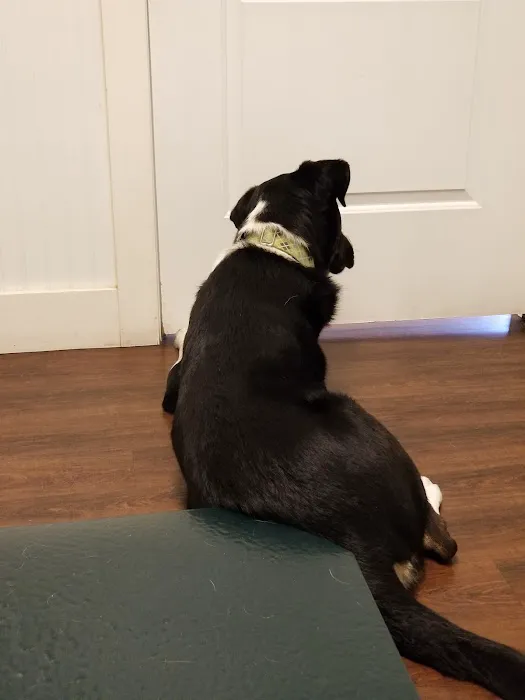 Mount Vernon Animal Hospital 3