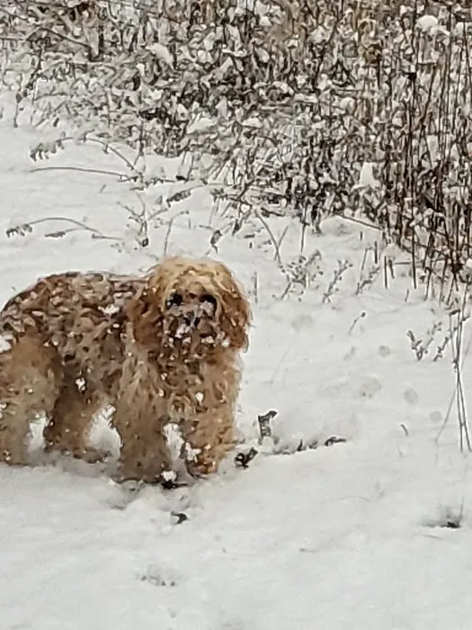 Mount Vernon Animal Hospital 2