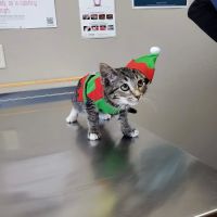 Hay River Animal Hospital ico