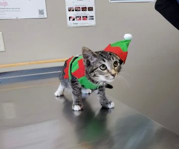 Hay River Animal Hospital