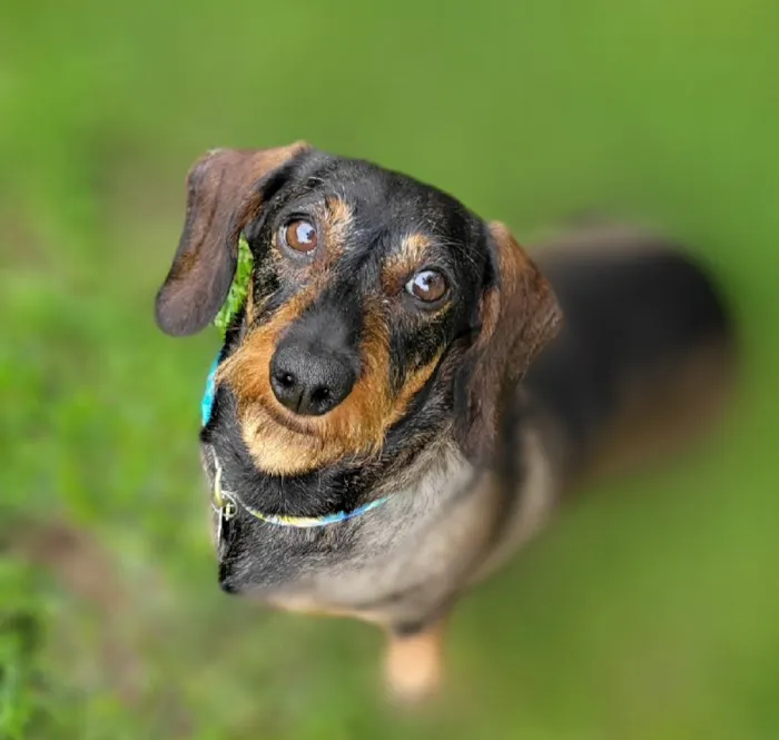 Princeton Pet Hospital 4