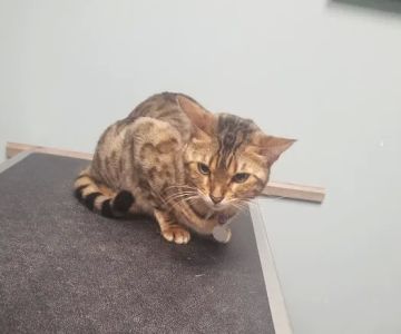 Barrington Oaks North Animal Clinic