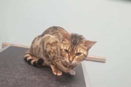Barrington Oaks North Animal Clinic