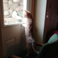 Kivisto Veterinary Clinic LLC ico