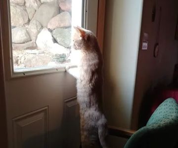 Kivisto Veterinary Clinic LLC