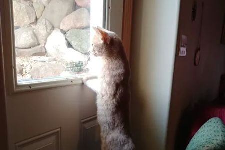 Kivisto Veterinary Clinic LLC