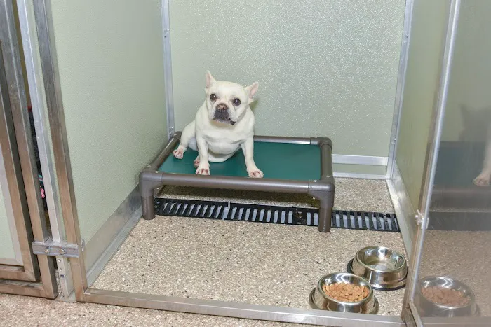 ZimmVet 2