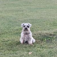 All Pets Veterinary Hospital & Equine Service - Dr. Joel Ihnen ico