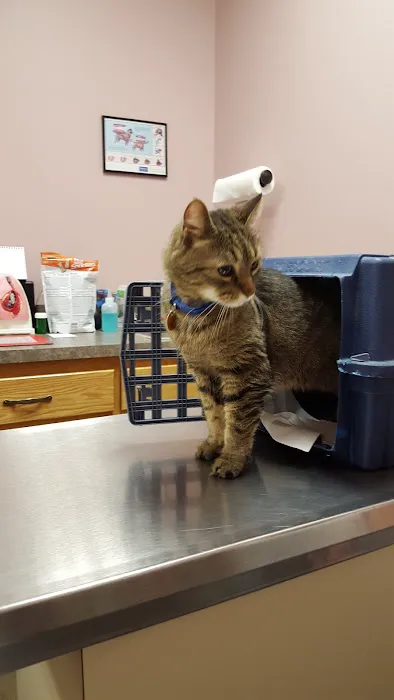 All Pets Veterinary Hospital & Equine Service - Dr. Joel Ihnen 3