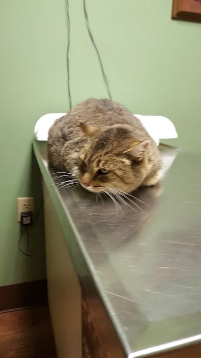 All Pets Vet Hospital & Equine Services 5