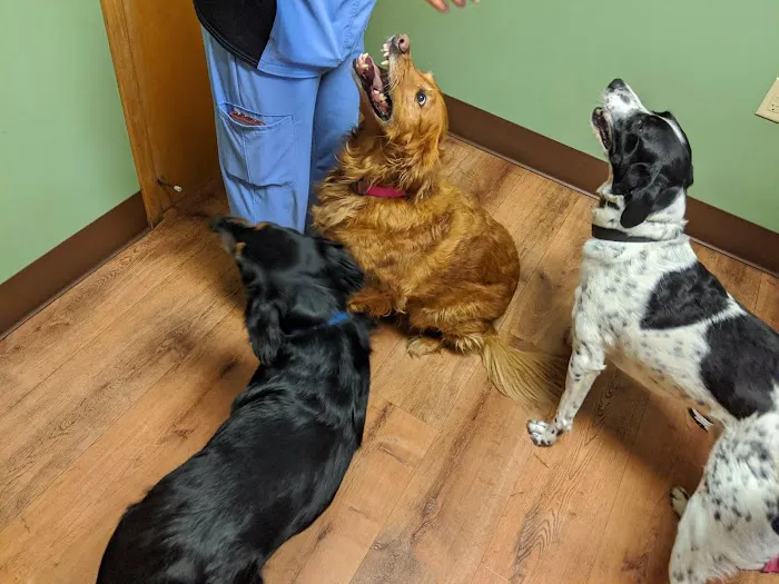 All Pets Vet Hospital & Equine Services 8