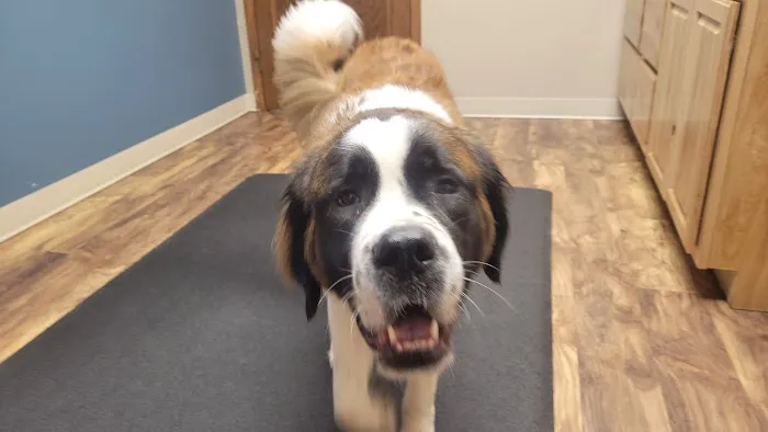 Glenwood City Veterinary Clinic 10