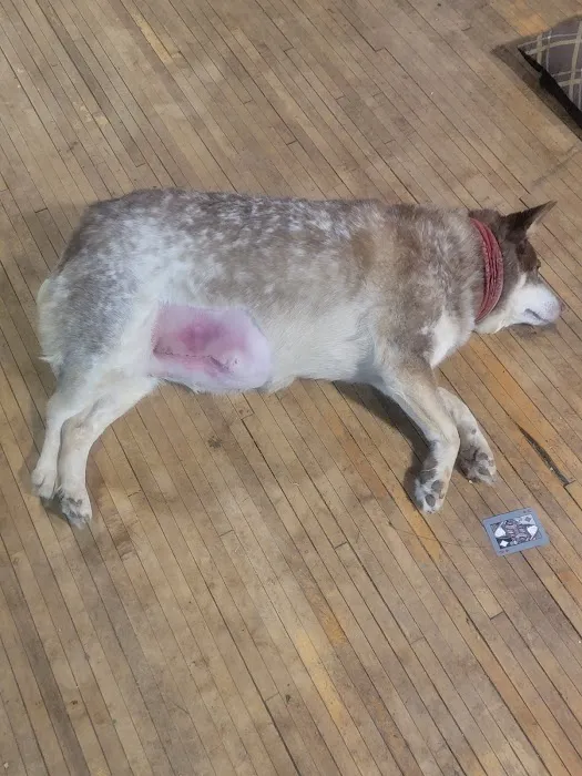 Glenwood City Veterinary Clinic 6