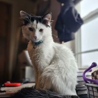 Glenwood City Veterinary Clinic ico