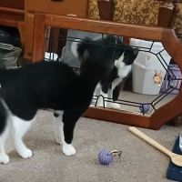 BOVEQ Veterinary Service ico