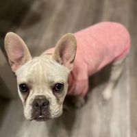 The Bluffs Pet Clinic ico