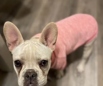 The Bluffs Pet Clinic
